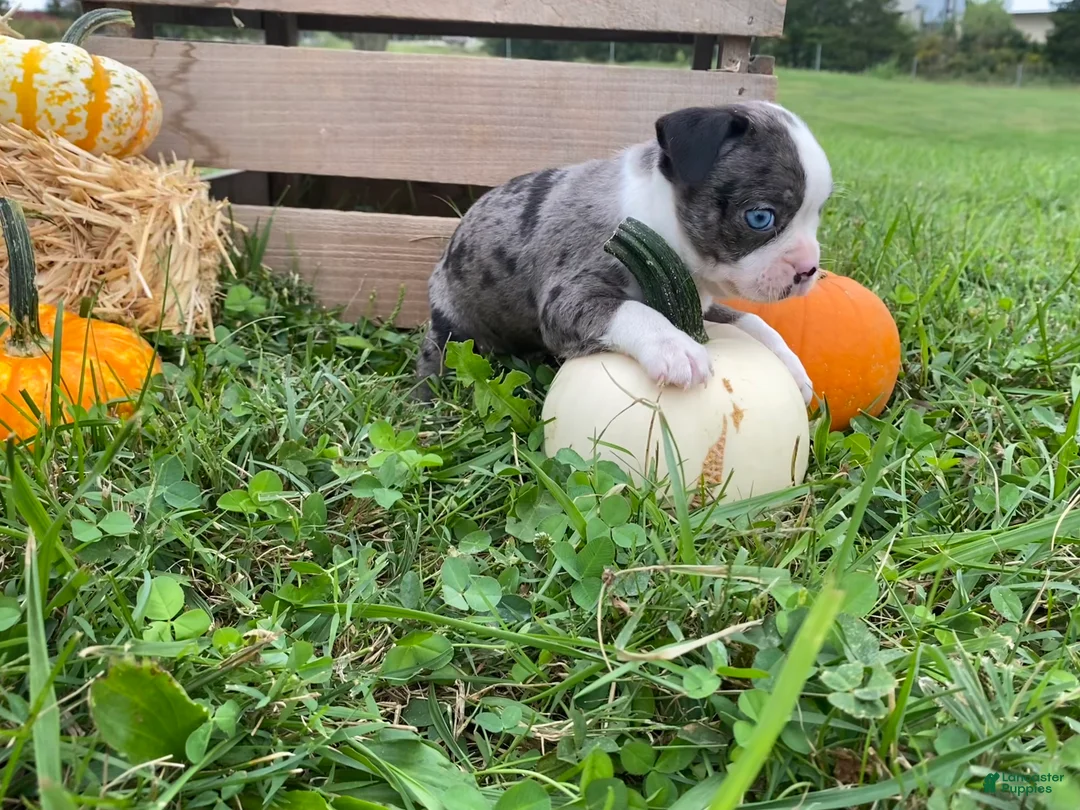 Boston Terrier dogs for sale: Macy - Ad 2