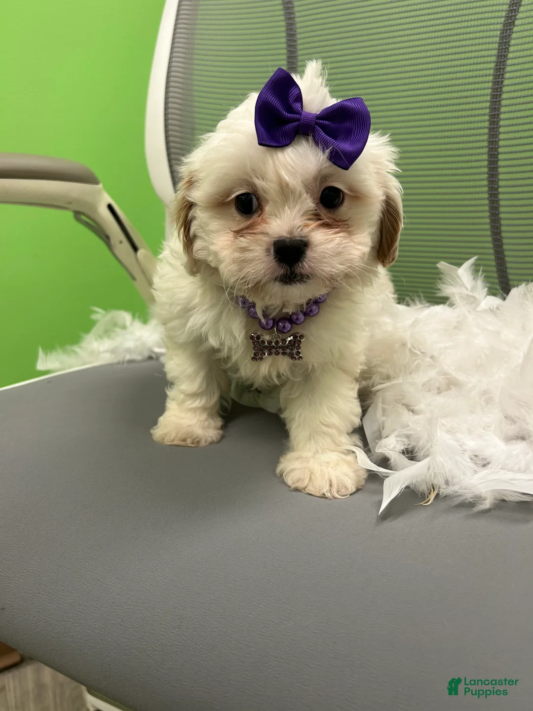 Shihpoo dogs for sale: Shihpoo 5 - Ad 2