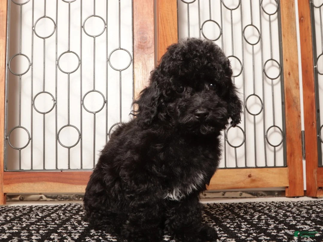 Yorkiepoo dogs for sale: Spot - Ad 2