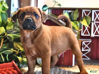 Mixed Breed dogs for sale: Cody - Ad 1