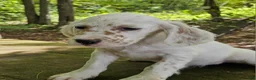 English Setter dogs for sale: Milton - Ad 7