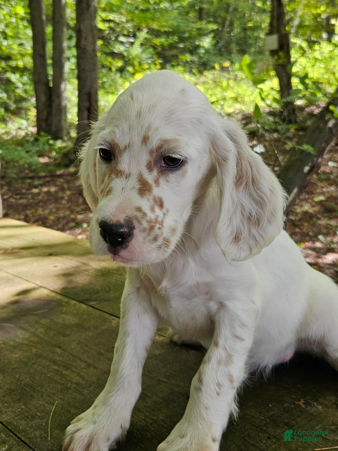 English Setter dogs for sale: Milton - Ad 7