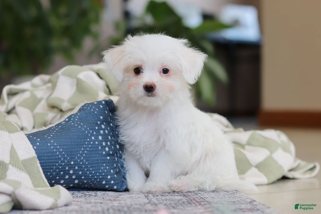 Morkie dogs for sale: Holly - Ad 8