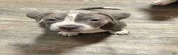 American Pit Bull Terrier dogs for sale: American Pit Bull Terrier 1 - Ad 4
