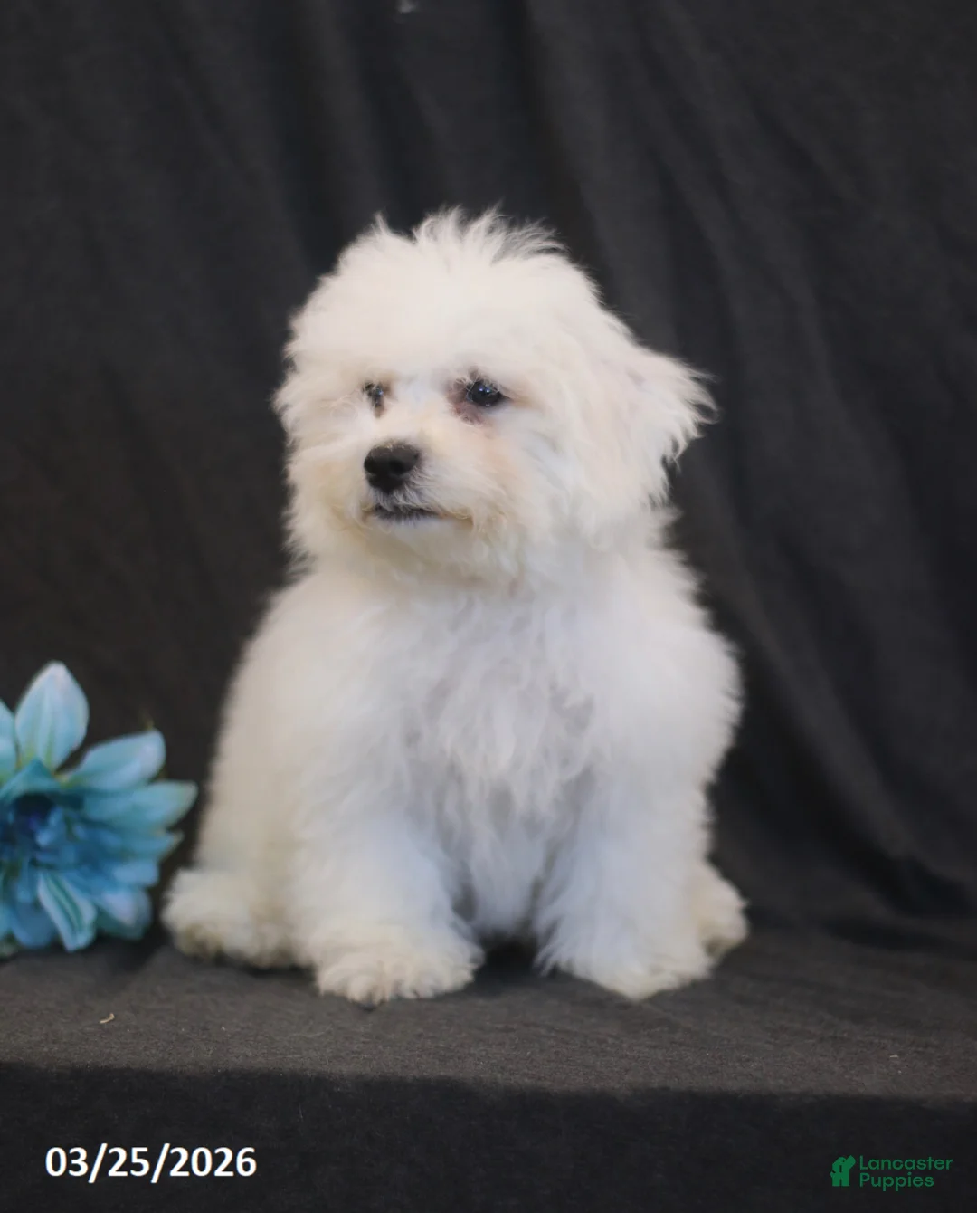 Bichon Frise dogs for sale: Brad  - Ad 2