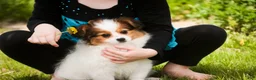 Papillon dogs for sale: Lottie - Ad 5