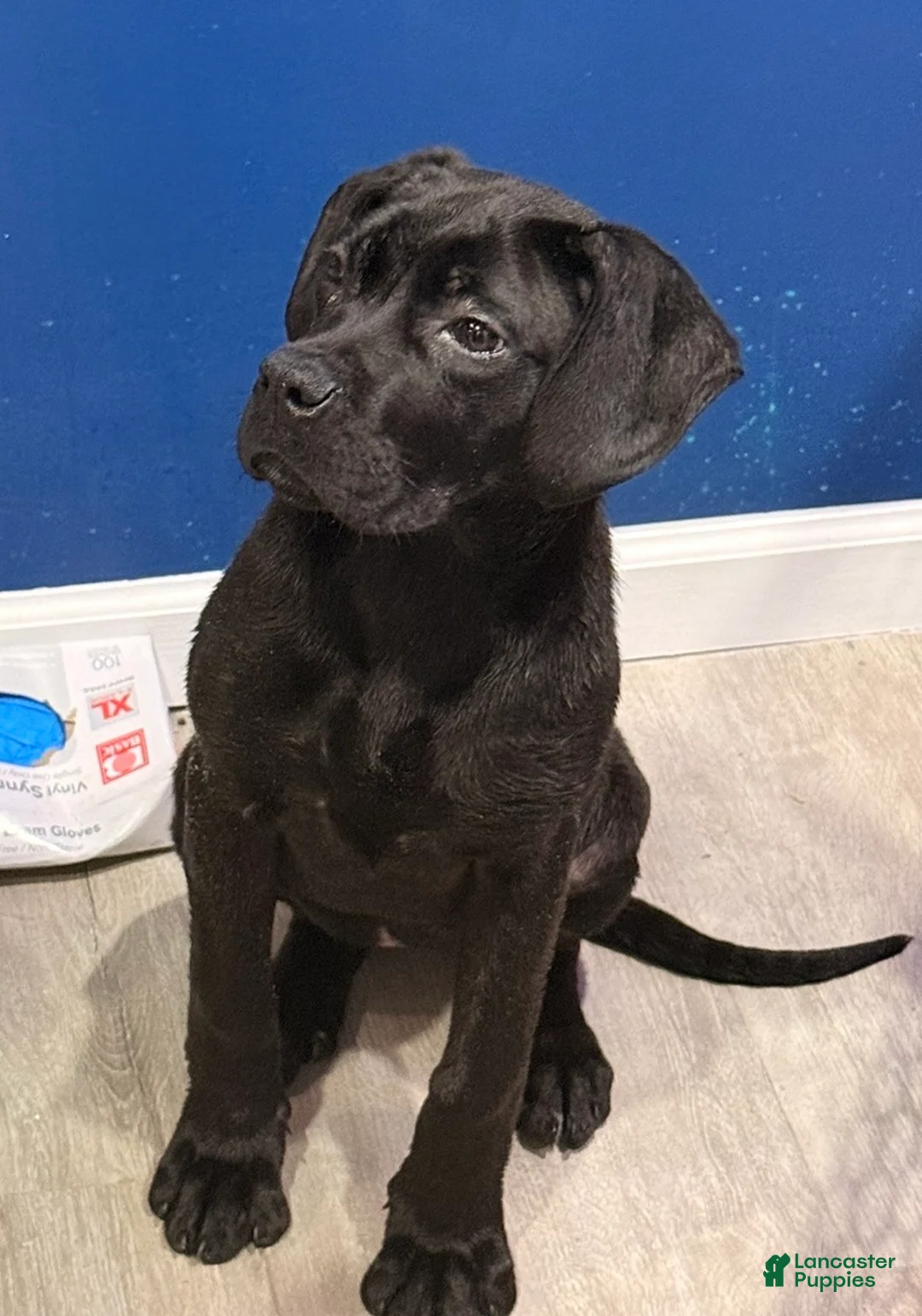 Cane Corso dogs for sale: Cane Corso Puppy 1 - Ad 1