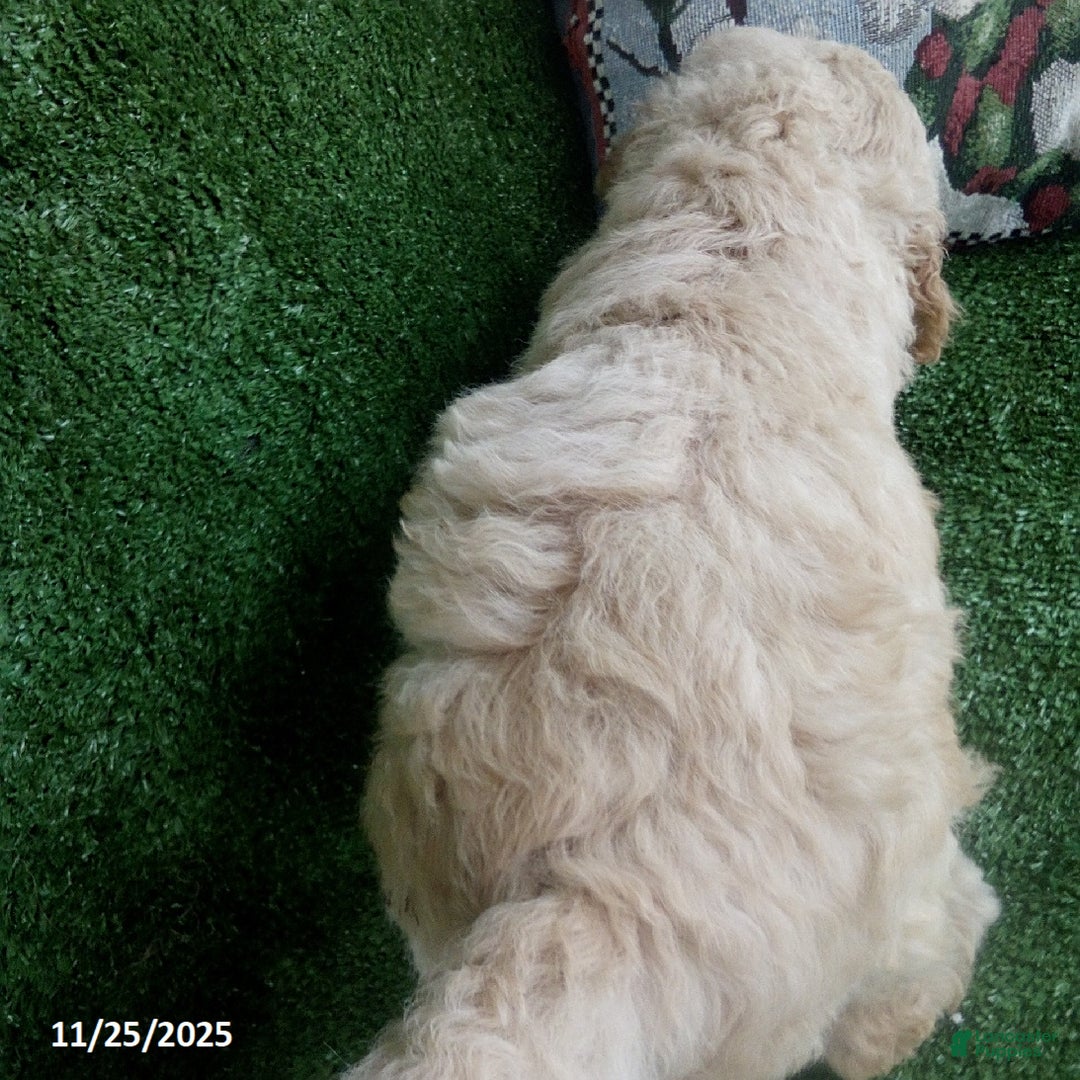 Goldendoodle dogs for sale: Duke - Ad 4