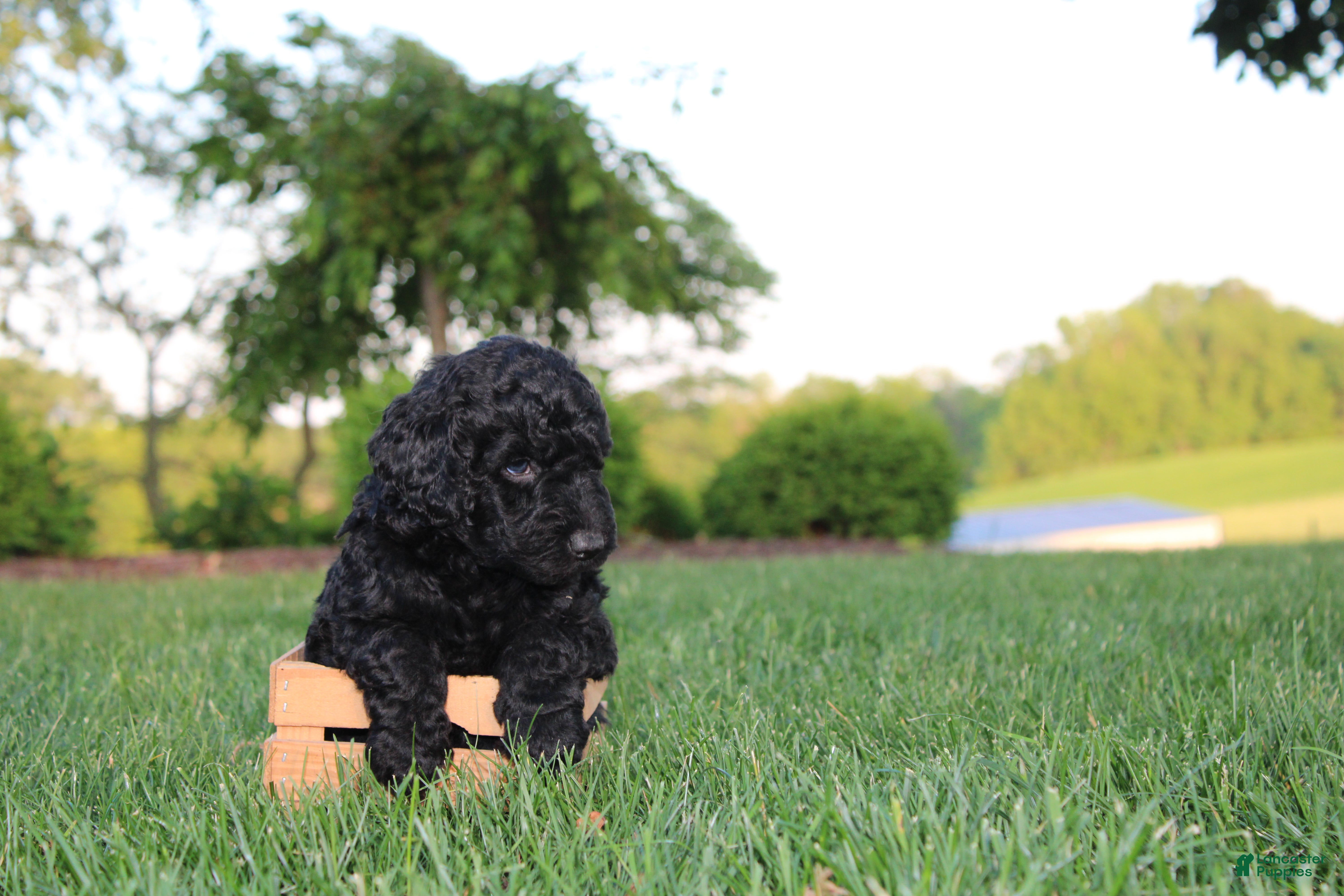 Mini Goldendoodle dogs Marcy - Ad 1