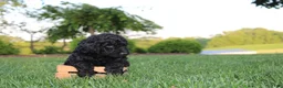 Mini Goldendoodle dogs for sale: Marcy - Ad 1