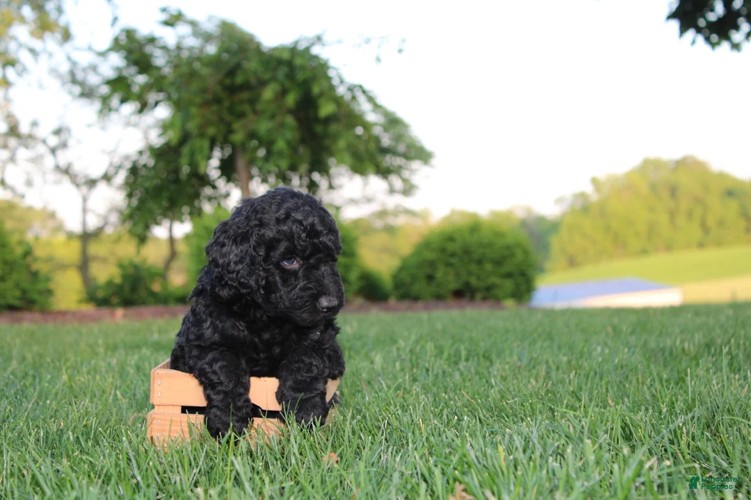 Mini Goldendoodle dogs for sale: Marcy - Ad 1