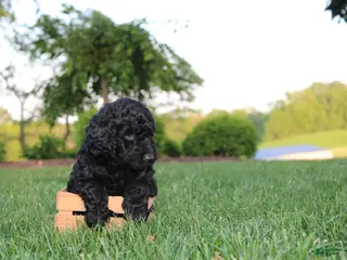 Mini Goldendoodle dogs for sale: Marcy - Ad 3