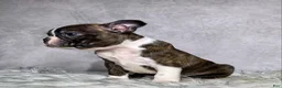 Boston Terrier dogs for sale: Mr. Max - Ad 12
