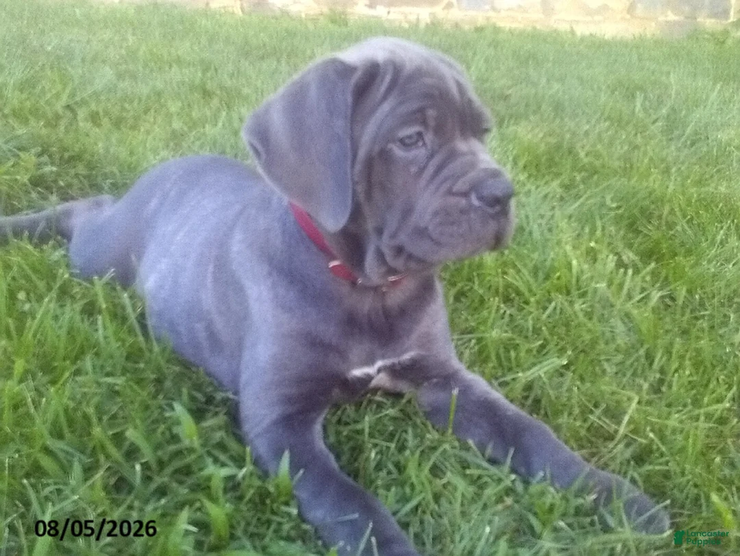 Cane Corso dogs for sale: Diamond - Ad 2