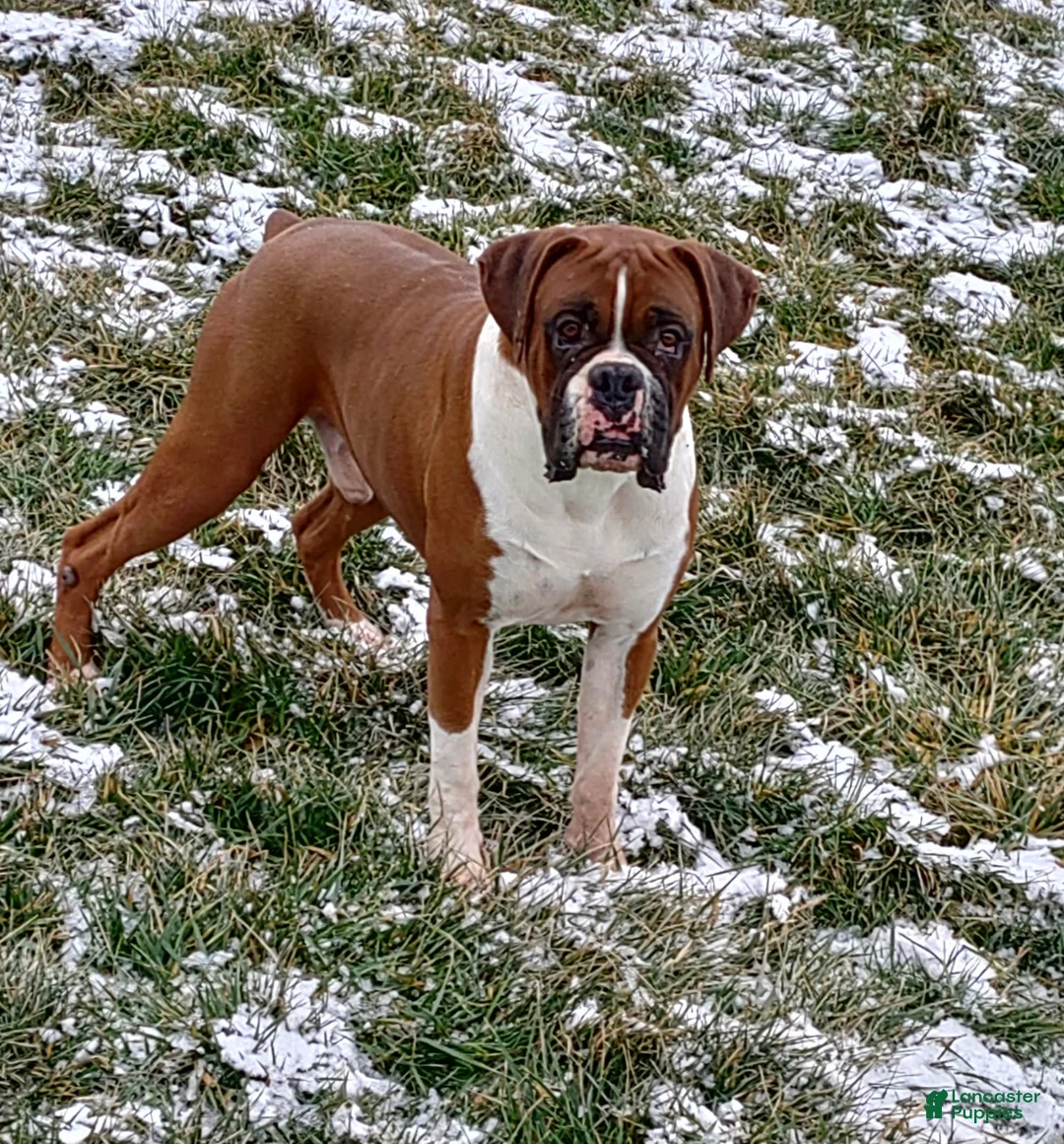 Boxer dogs for sale: Boxer Puppy 1 - Ad 1