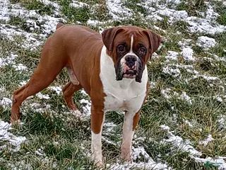 Boxer dogs Boxer Puppy 1 - Ad 41