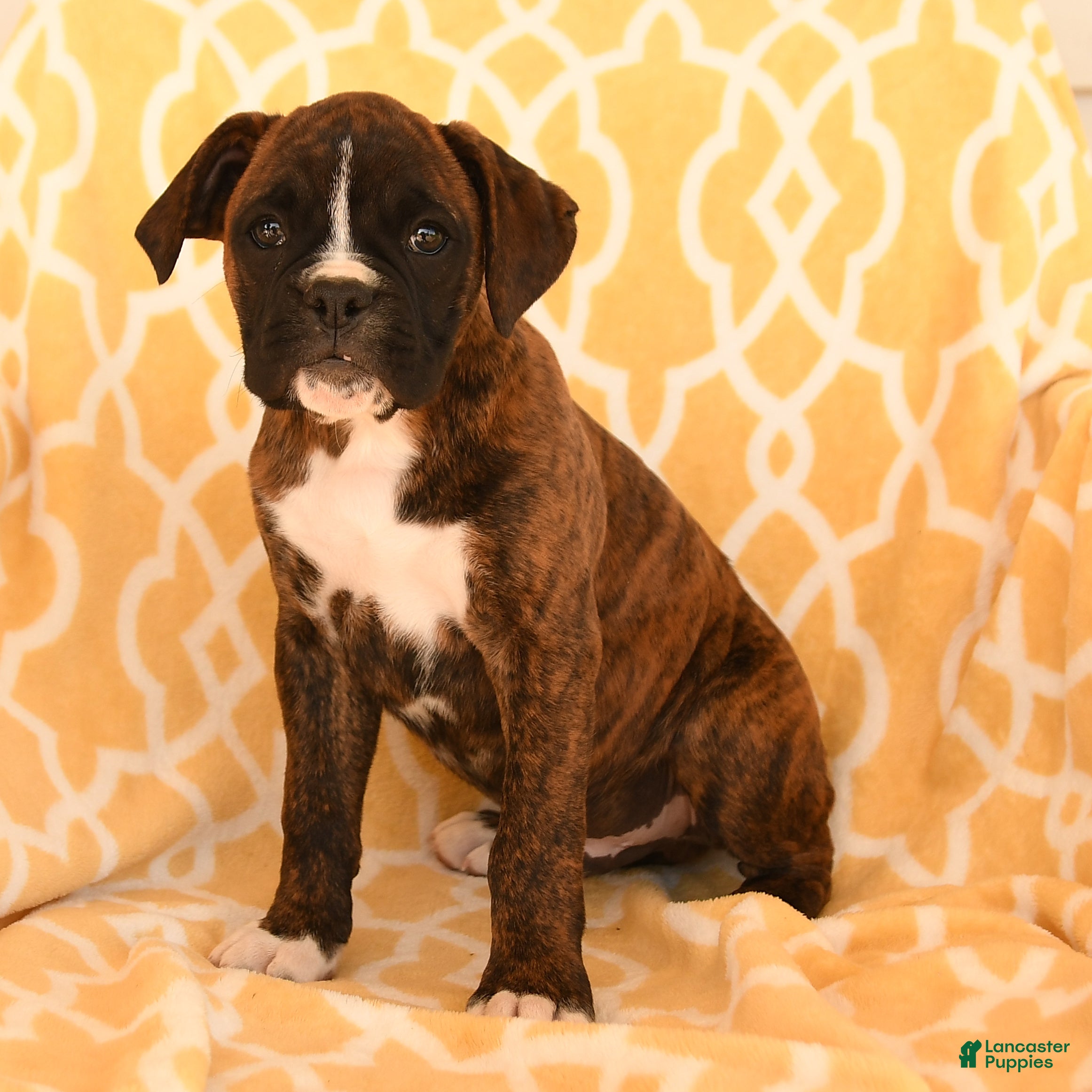 Boxer dogs AJ - Ad 1