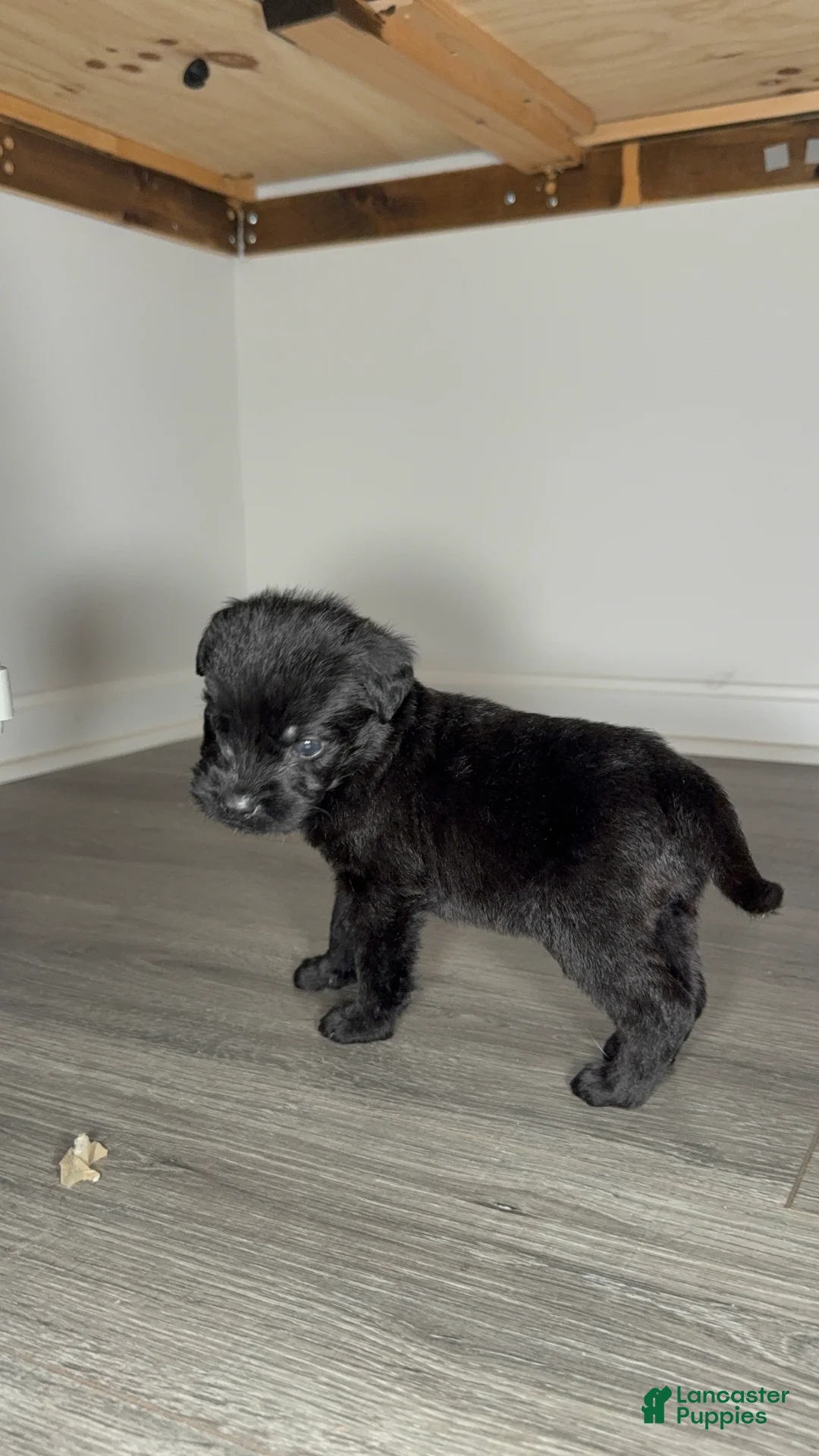 Mixed Breed dogs for sale: Niko - Ad 2