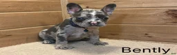 French Bulldog dogs for sale: Bently - Ad 3