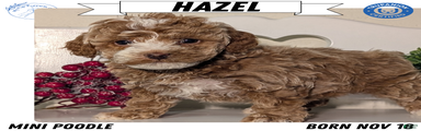 Hazel