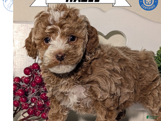 Miniature Poodle dogs Hazel - Ad 4