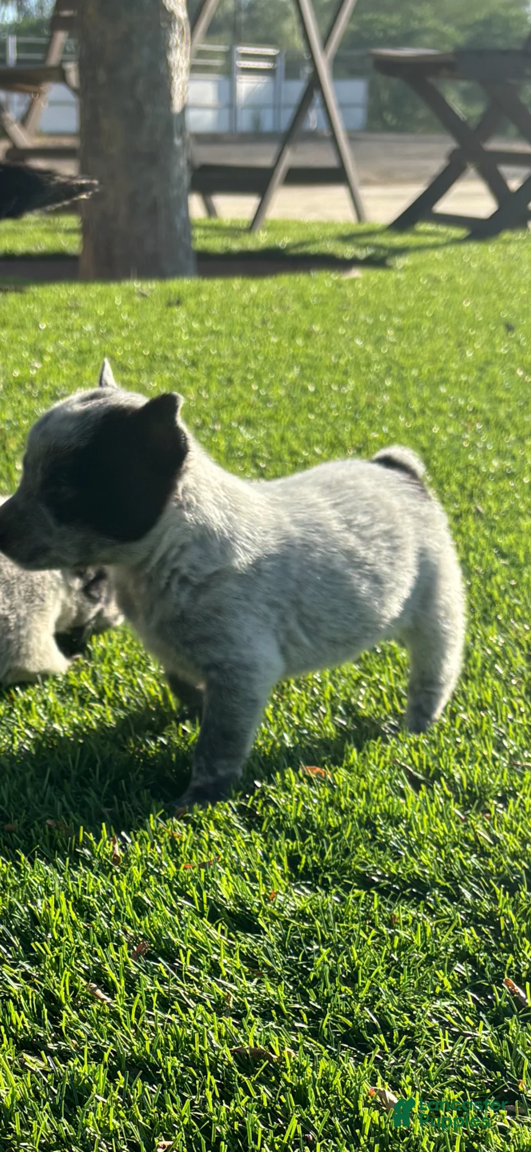 Australian Cattle Dog dogs for sale: Australian Cattle Dog Puppy 5 - Ad 1