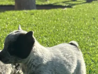 Australian Cattle Dog dogs Australian Cattle Dog Puppy 5 - Ad 3