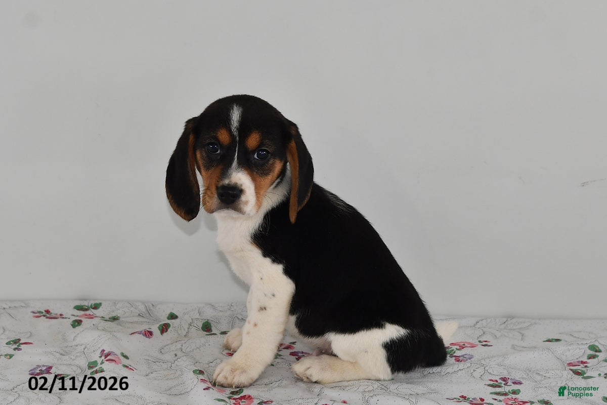 Beagle dogs Bentley - Ad 35