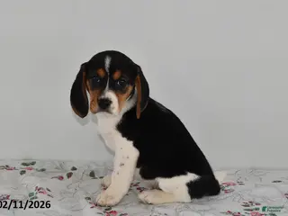 Beagle dogs Bentley - Ad 35