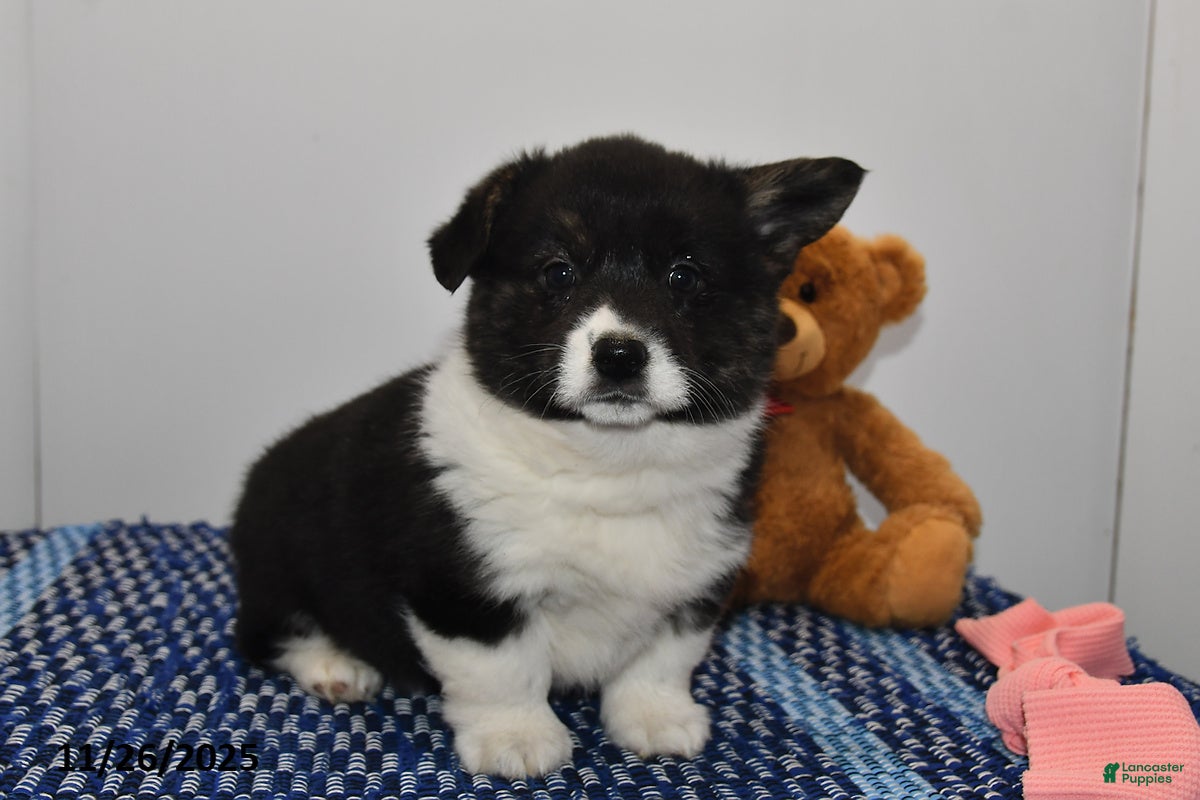 Welsh Corgi Pembroke dogs for sale: Maisy - Ad 3