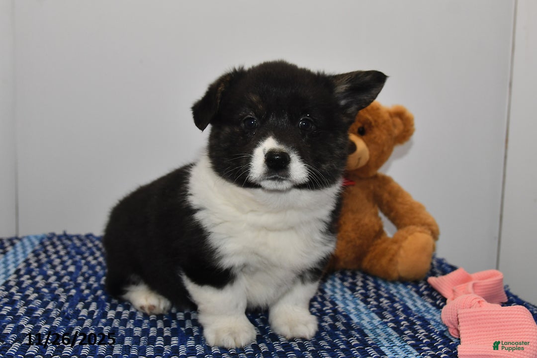 Welsh Corgi Pembroke dogs for sale: Maisy - Ad 1