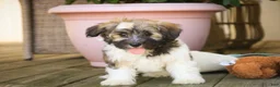 Havanese dogs for sale: Atlas Havanese  - Ad 4