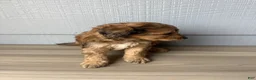 Aussiedoodle dogs for sale: Luther - Ad 3