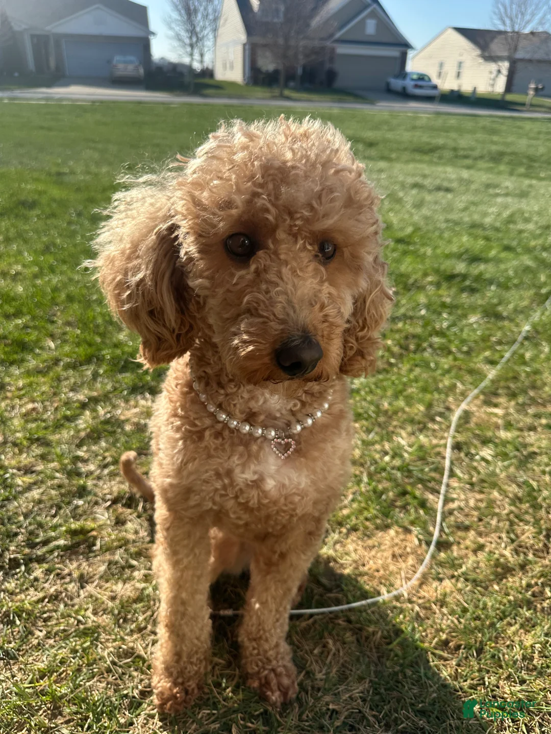 Mini Goldendoodle dogs for sale: Winnie the Mini Goldendoodle  - Ad 2
