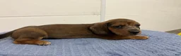 Miniature Dachshund dogs for sale: Franklin - Ad 4