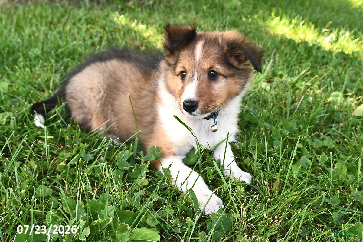 Shetland Sheepdog dogs Zander - Ad 2