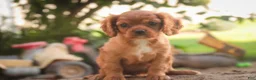 Cavalier King Charles Spaniel dogs for sale: Poppy Cavalier King Charles Spaniel - Ad 1