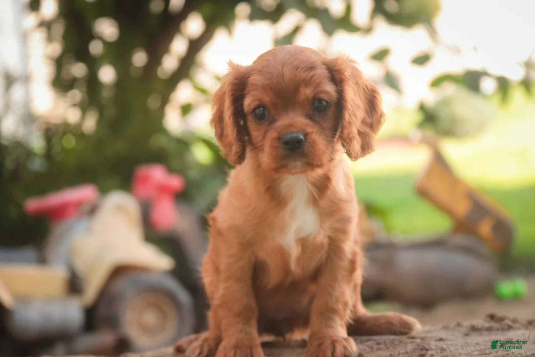 Cavalier King Charles Spaniel dogs for sale: Poppy Cavalier King Charles Spaniel - Ad 1