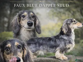 Dachshund dogs Dachshund Puppy 1 - Ad 38