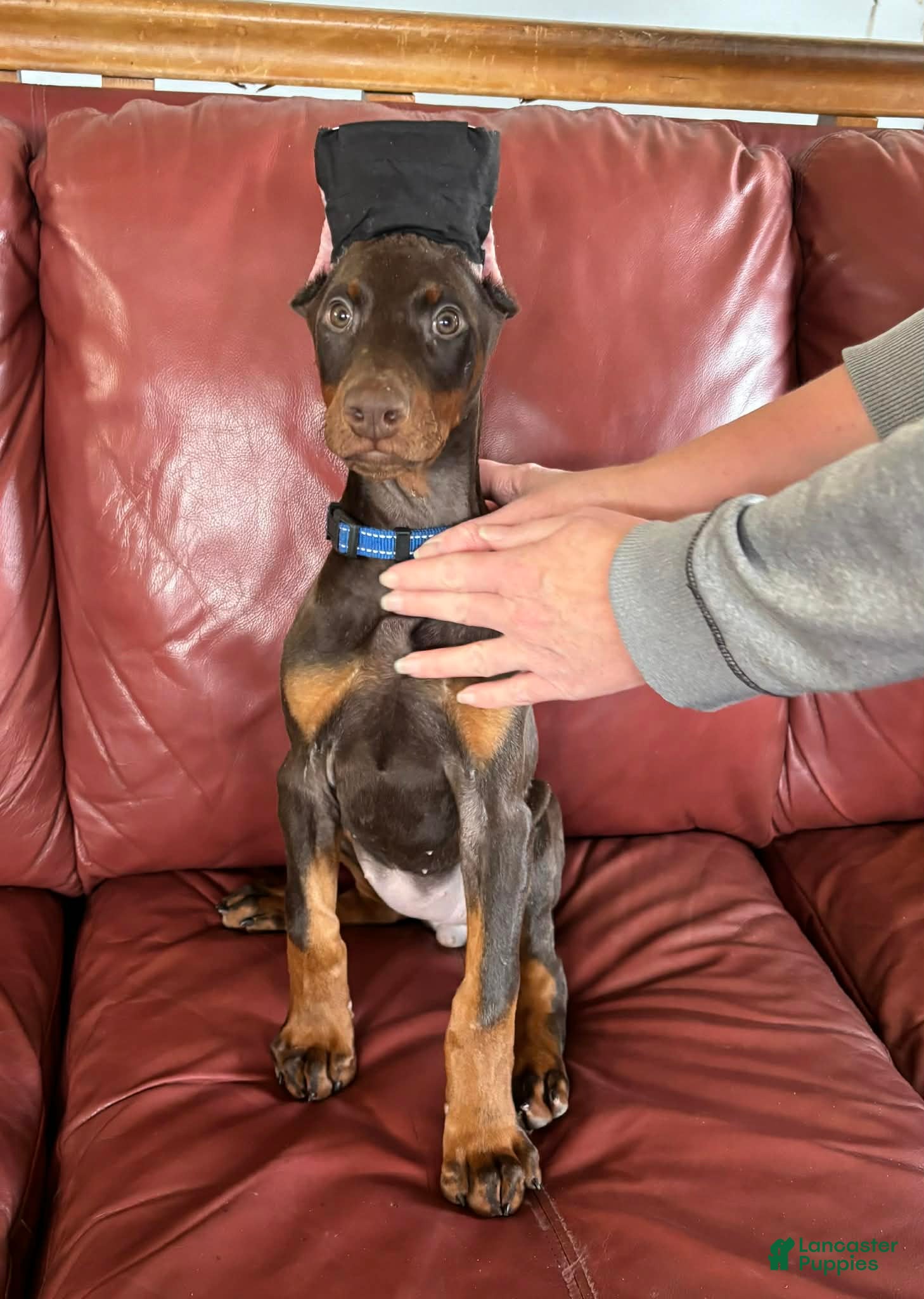 Doberman Pinscher dogs Female with ears cropped - Ad 28