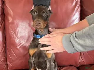 Doberman Pinscher dogs Female with ears cropped - Ad 2