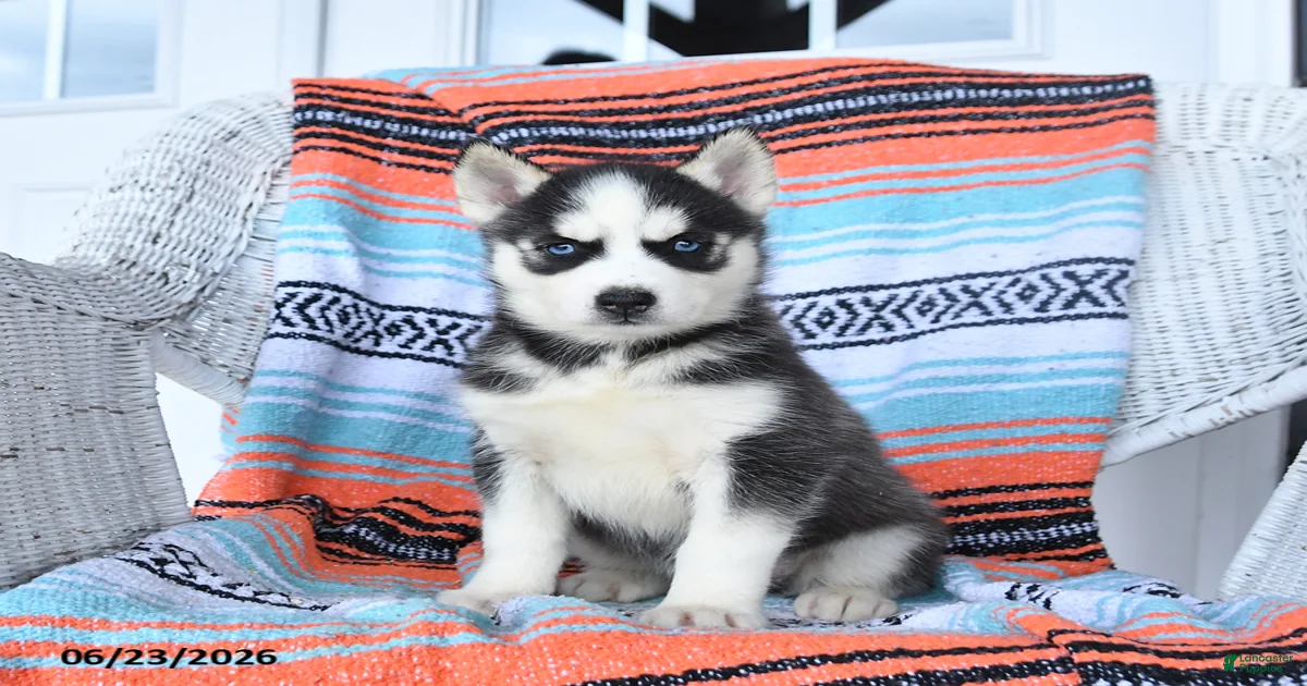Siberian Husky Puppies for sale in Frederick, Maryland | Lancaster