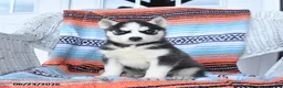 Siberian Husky dogs for sale: Satin - Ad 1