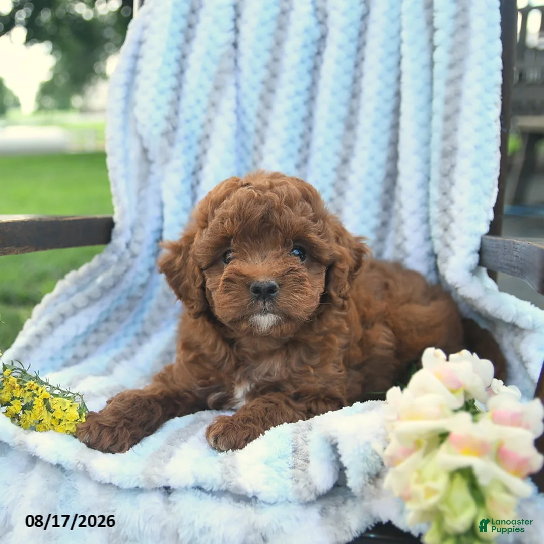 Cavapoo dogs for sale: Jasper  - Ad 3