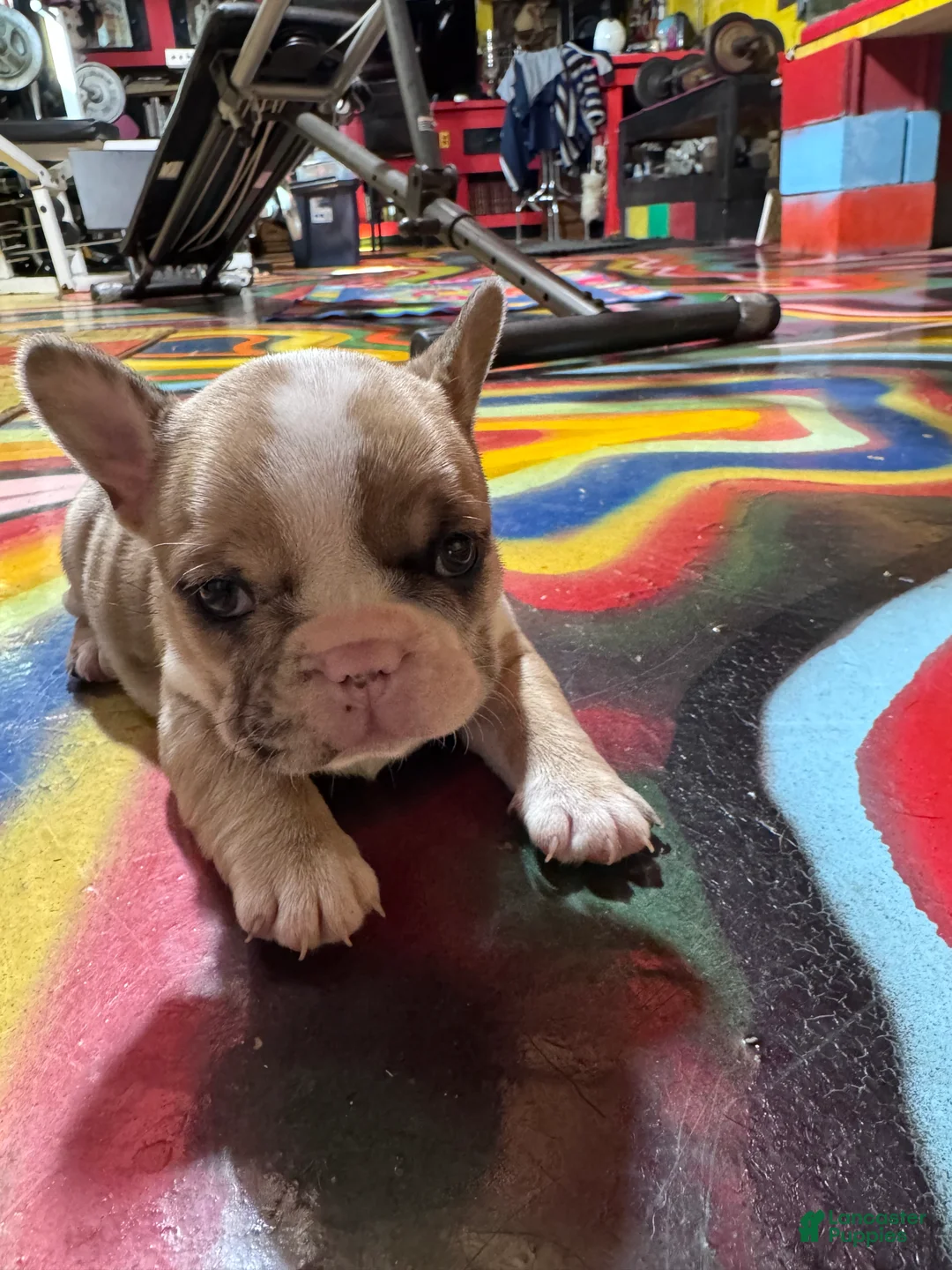 French Bulldog dogs for sale: French Bulldog Puppy 1 - Ad 1