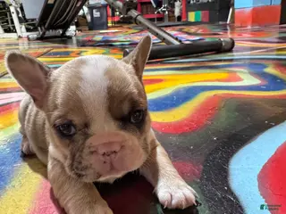 French Bulldog dogs French Bulldog Puppy 1 - Ad 2