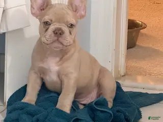 French Bulldog dogs French Bulldog Puppy 2 - Ad 2