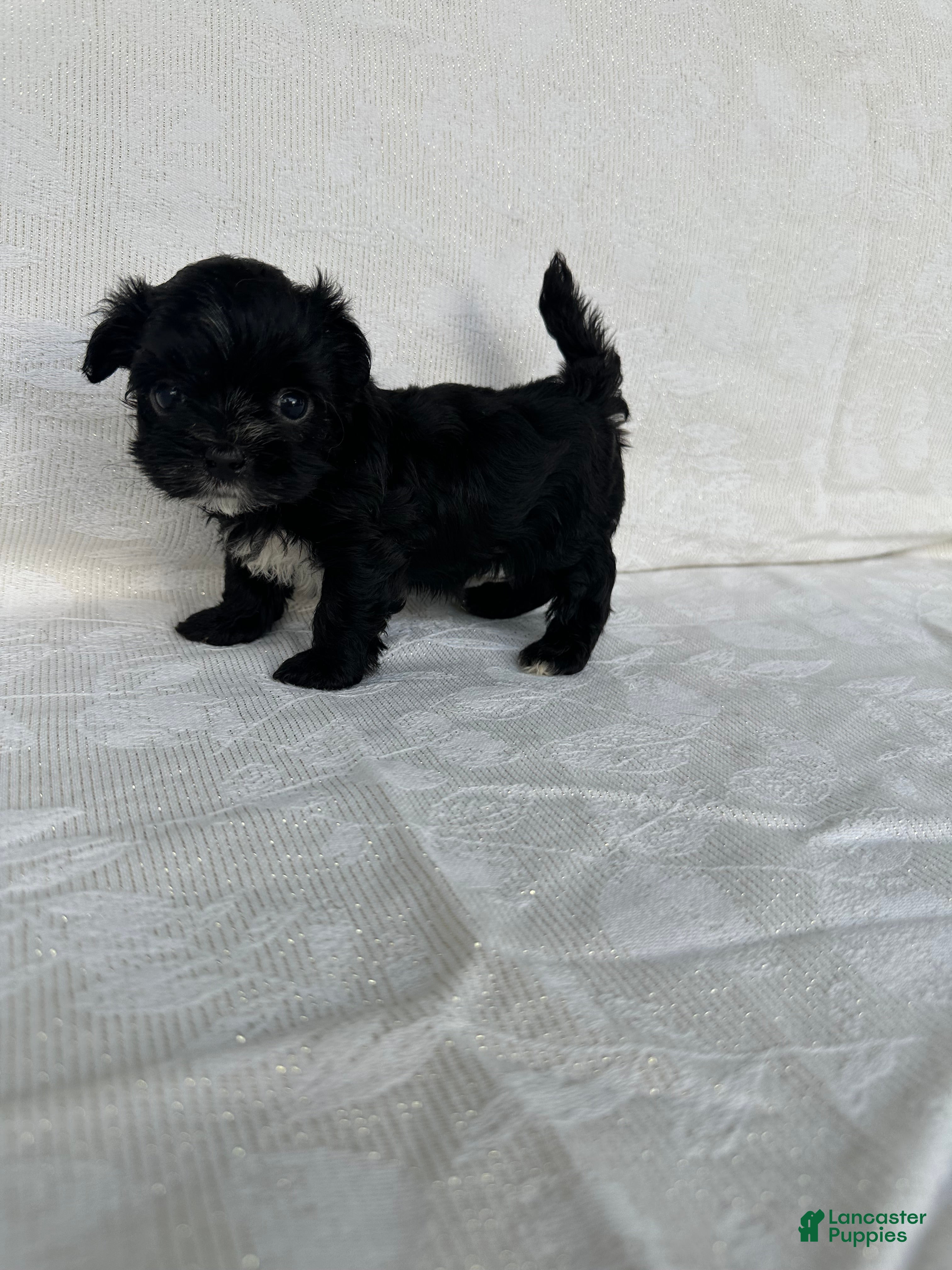 Morkie dogs Morkie 1 - Ad 13