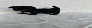 Morkie 1