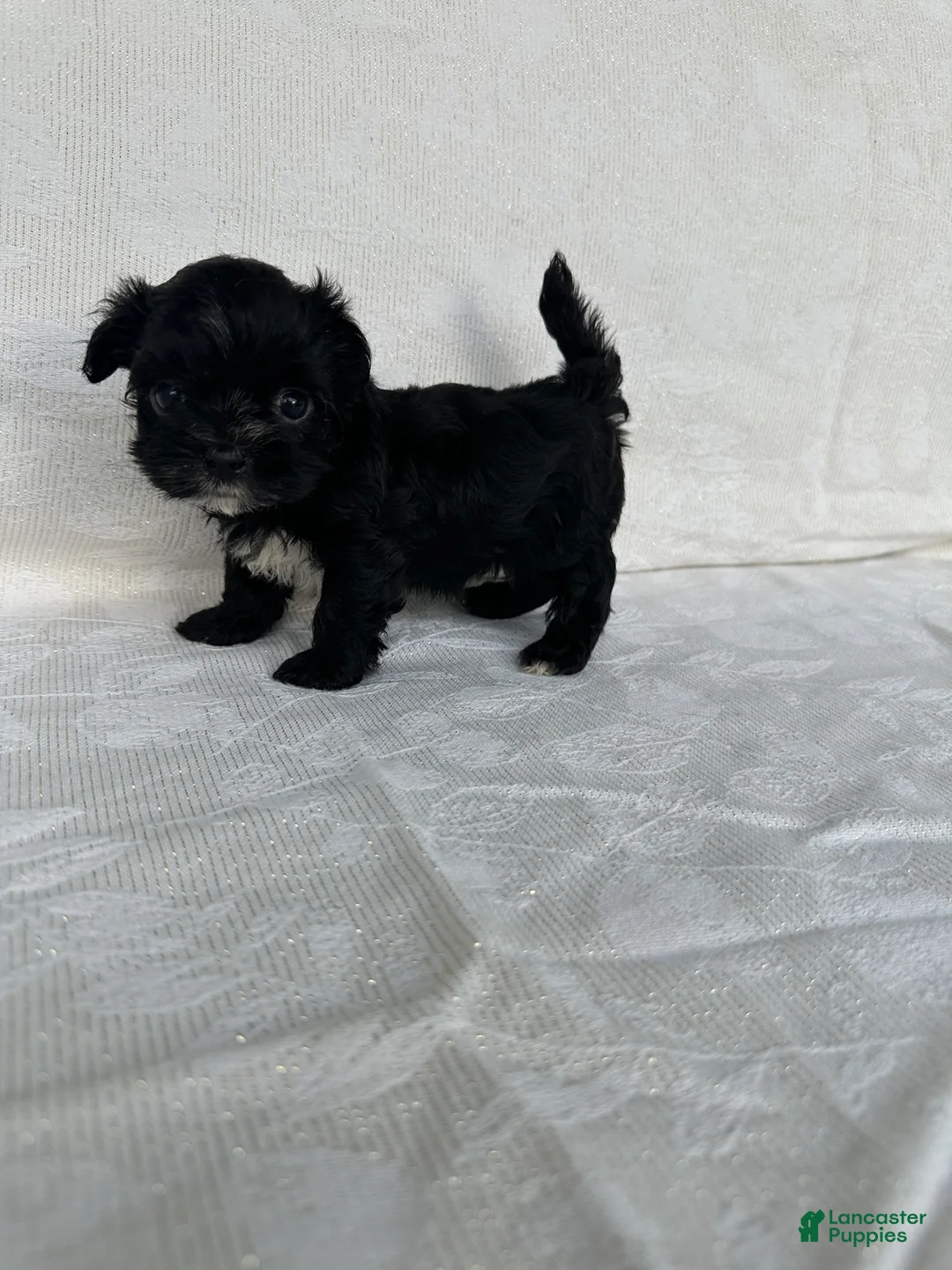 Morkie dogs for sale: Morkie 1 - Ad 1